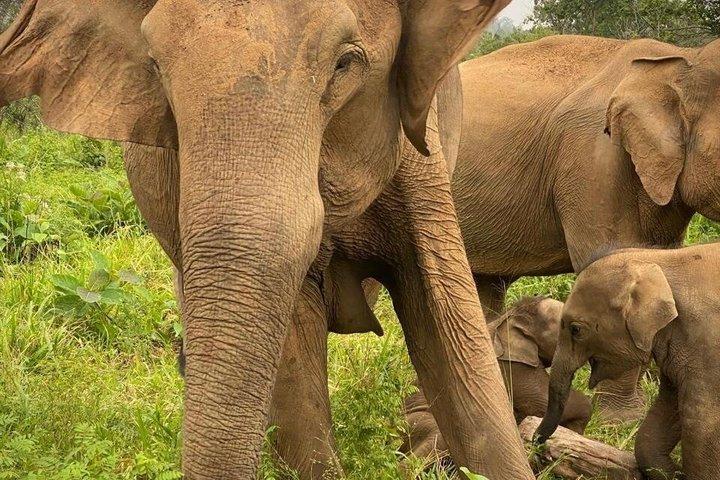 Jeep Safari Wildlife Tour in Minneriya and Kaudulla
