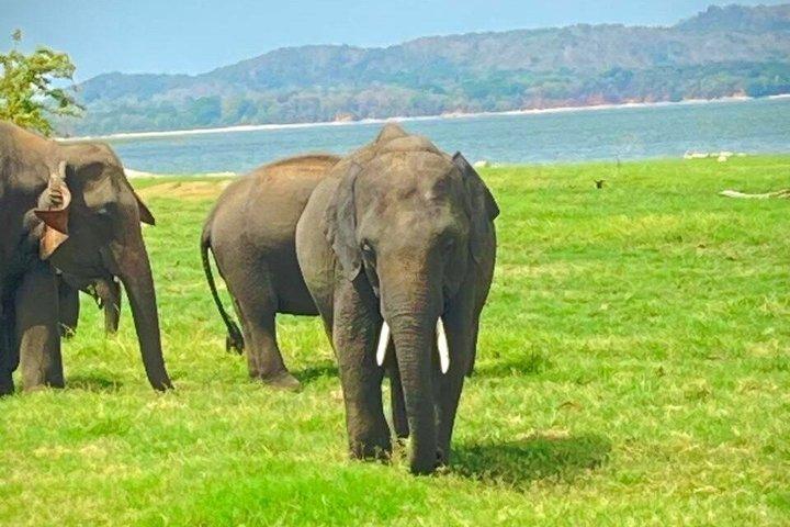 Jeep Safari Wildlife Tour in Minneriya and Kaudulla