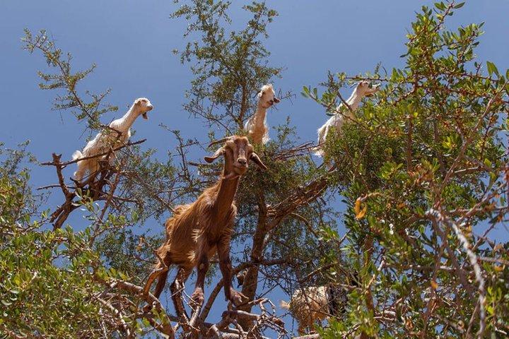 Morning Goats on Argan Trees & Crocoparc Tour with Entry Ticket
