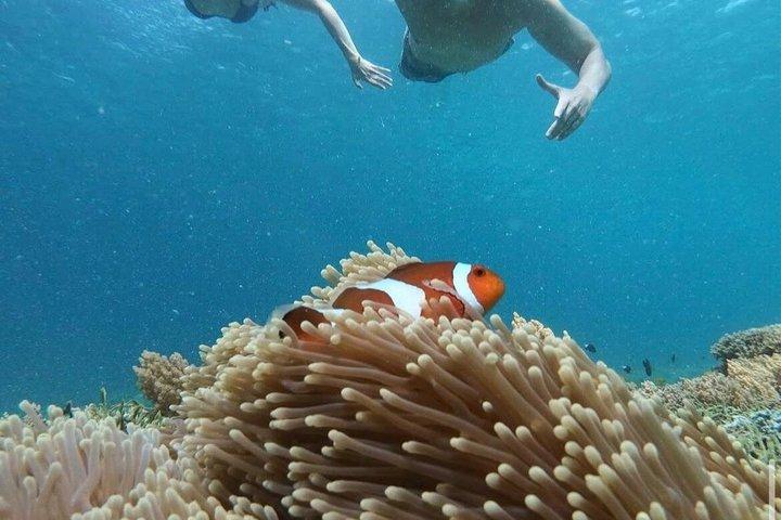 Private Gili Snorkelling Tour: Turtles & Reefs + GoPro + Drinks