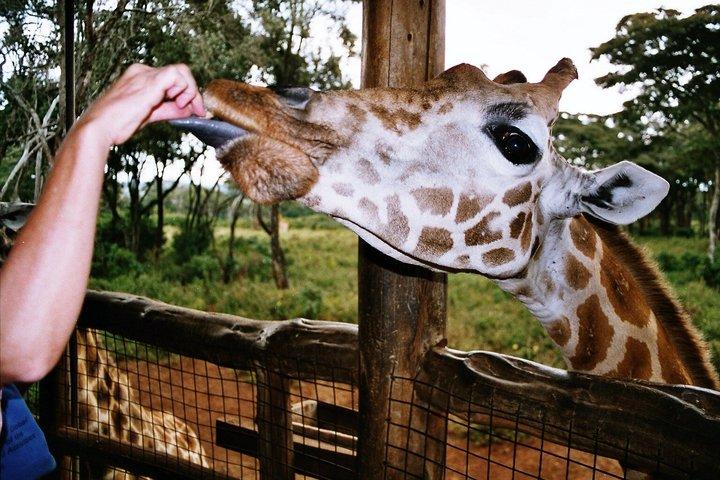Karen Blixen, Wildlife and Giraffe Centre Tour