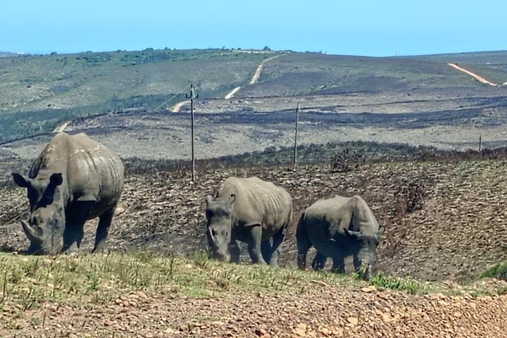 Big Five Game Safari and Afternoon Buffet Experience