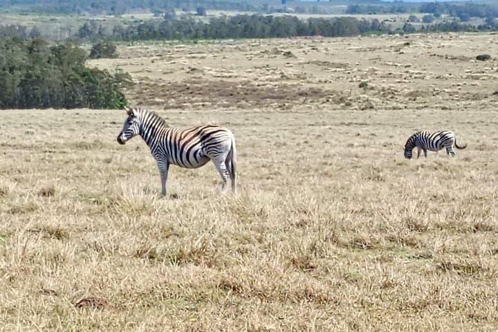Big Five Game Safari and Afternoon Buffet Experience
