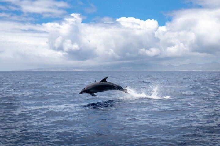 Cocoa Beach Dolphin and Wildlife Eco Activity