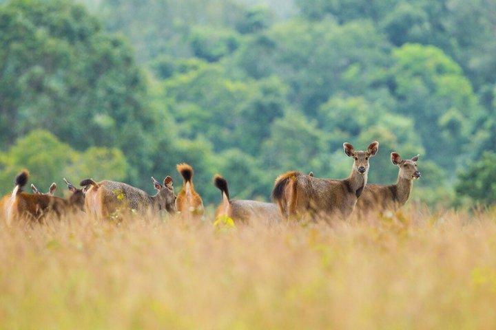 Khao Yai National Park 2 Day Tour from Bangkok