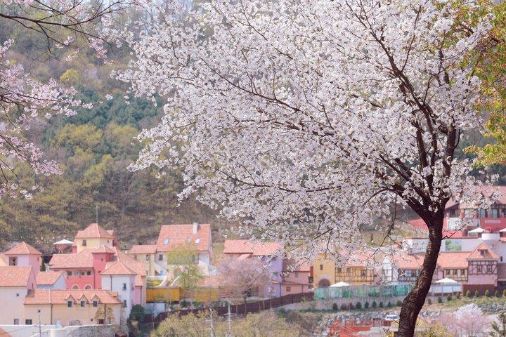 Nami Island and Petite France Day tour from Seoul