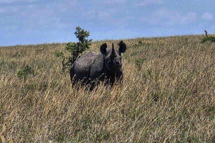 6 Days Safari Masai Mara Naivasha Amboseli Adventure