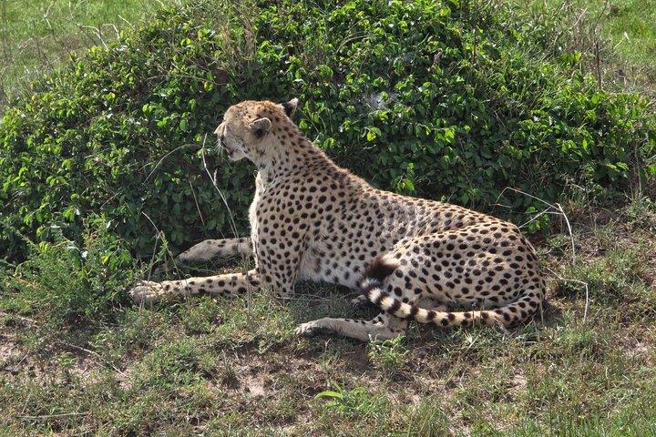 4 Day Masai Mara and Nakuru Flamingos Safari Experience