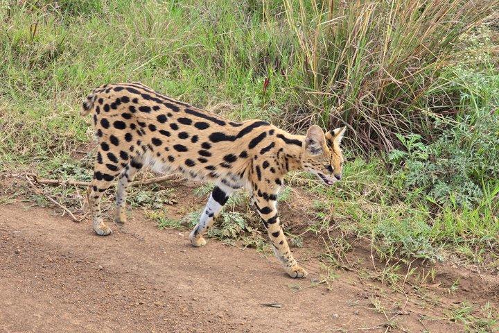 4 Day Masai Mara and Nakuru Flamingos Safari Experience