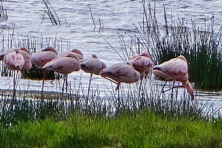 4 Day Masai Mara and Nakuru Flamingos Safari Experience