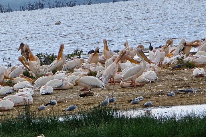 4 Day Masai Mara and Nakuru Flamingos Safari Experience