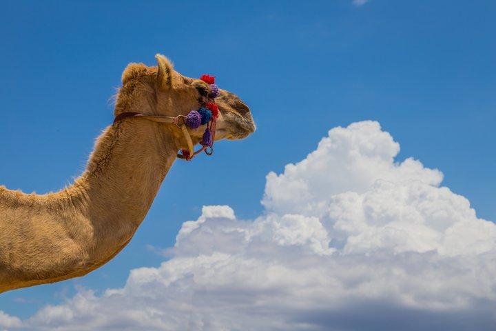 Cabo Camel Safari and Beach Ride with Tequila Tasting