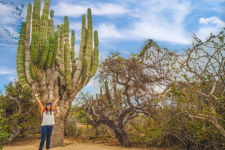 Cabo Camel Safari and Beach Ride with Tequila Tasting