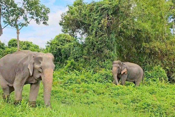 Samui Viewpoint Elephant Pig Island and Snorkeling with Lunch