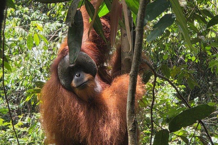 Bukit Lawang Orangutan Trekking 2D1N All Inclusive Medan Basic