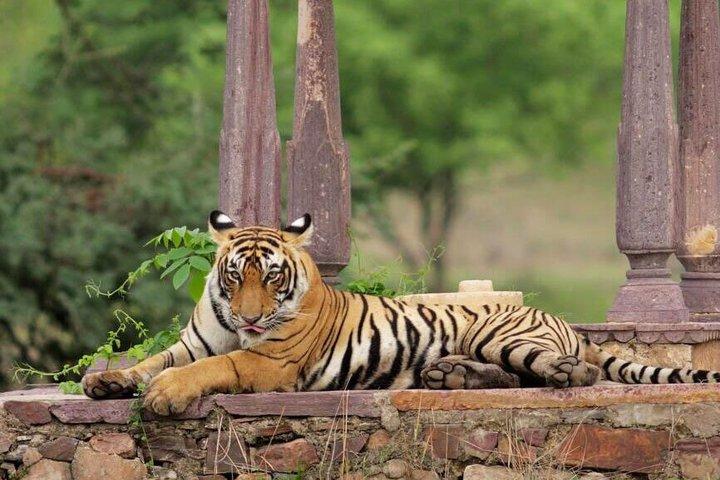 Ranthambore Day Trip from Jaipur with Tiger Safari