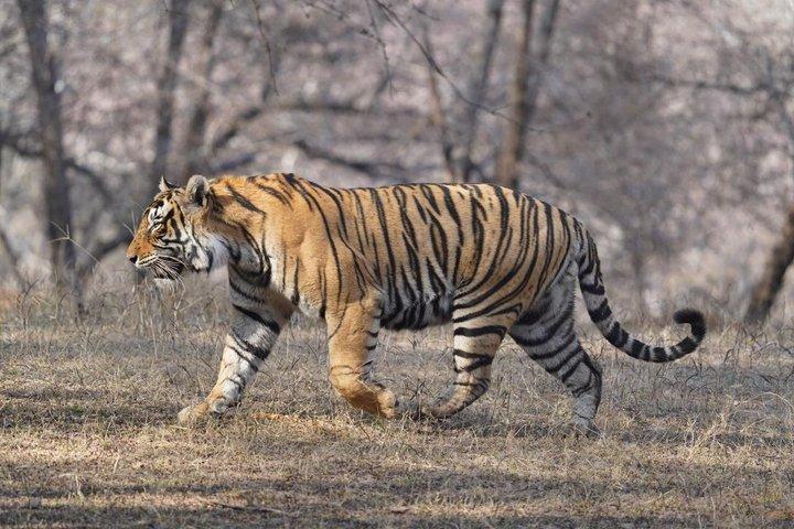 Ranthambore Day Trip from Jaipur with Tiger Safari