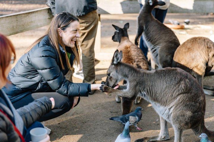 Blue Mountains All-inclusive Tour with Scenic World & Lunch