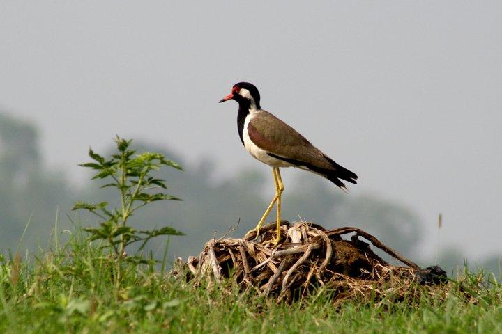 Guwahati Pobitora Wildlife Sanctuary and Mayong Museum Tour