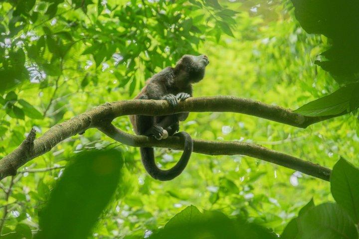 Sloths and Monkeys Guided Tour in Arenal Nature Walk