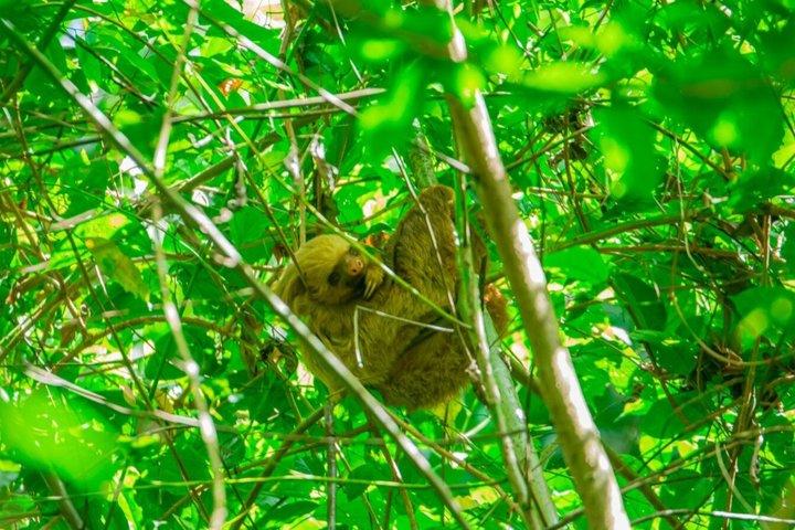 Sloths and Monkeys Guided Tour in Arenal Nature Walk