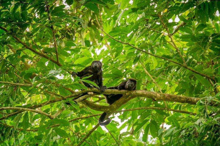 Sloths and Monkeys Guided Tour in Arenal Nature Walk