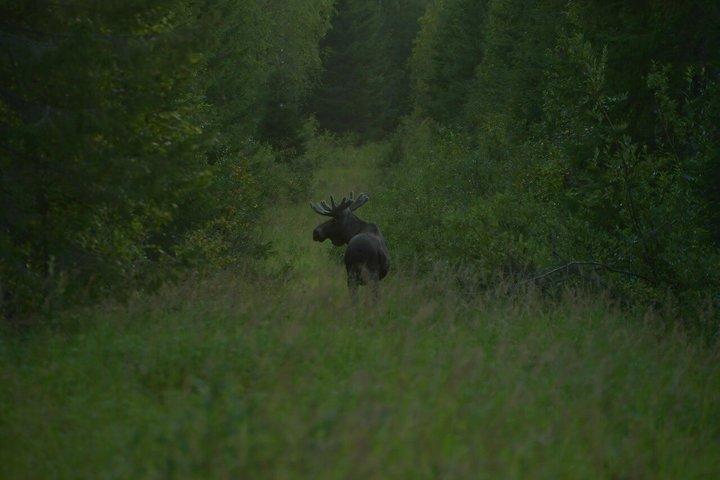 Moose and Arctic Wilderness Safari Experience Rovaniemi