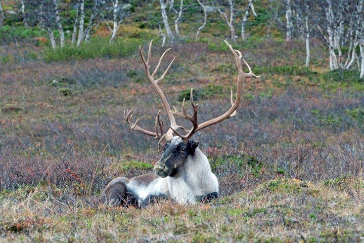 Moose and Arctic Wilderness Safari Experience Rovaniemi