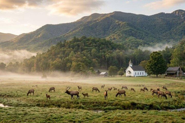 Discover the Great Smoky Mountains: A Self-Guided Tour