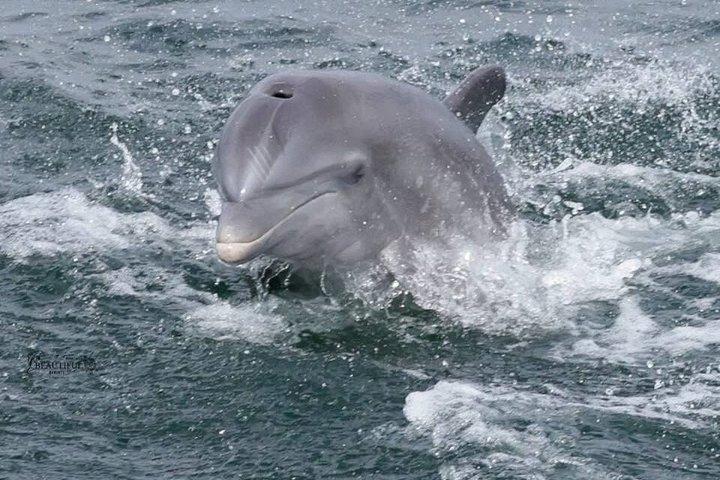 Shared Dolphin Cruise in Pensacola Beach | Frisky Mermaid