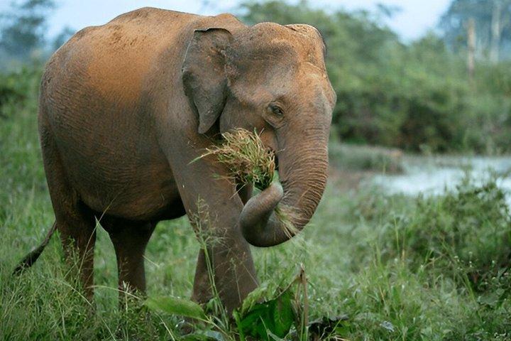 Private Tour from Hiriketiya to Ella with Udawalawe Safari