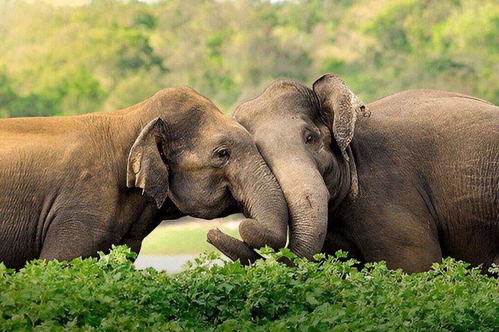 Private Tour from Hiriketiya to Ella with Udawalawe Safari