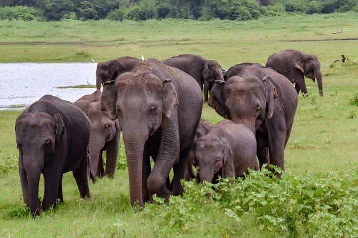 Private Tour from Hiriketiya to Ella with Udawalawe Safari