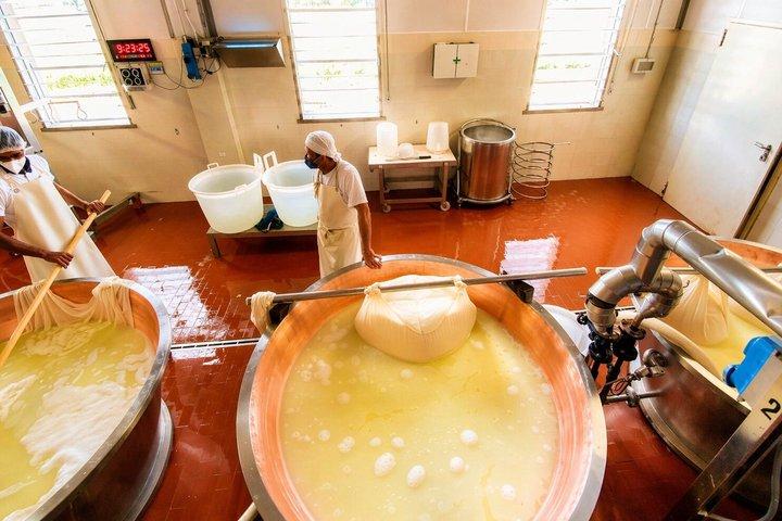 Parmigiano-Reggiano Cheese Factory Small group Tour From Parma