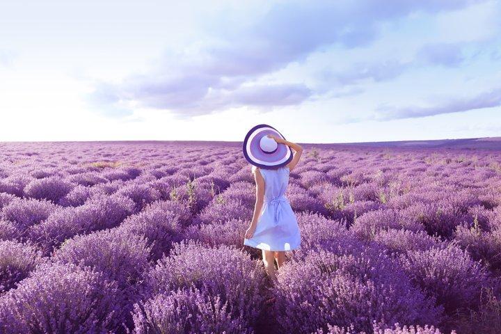 Brihuega Lavender Fields Tour from Madrid