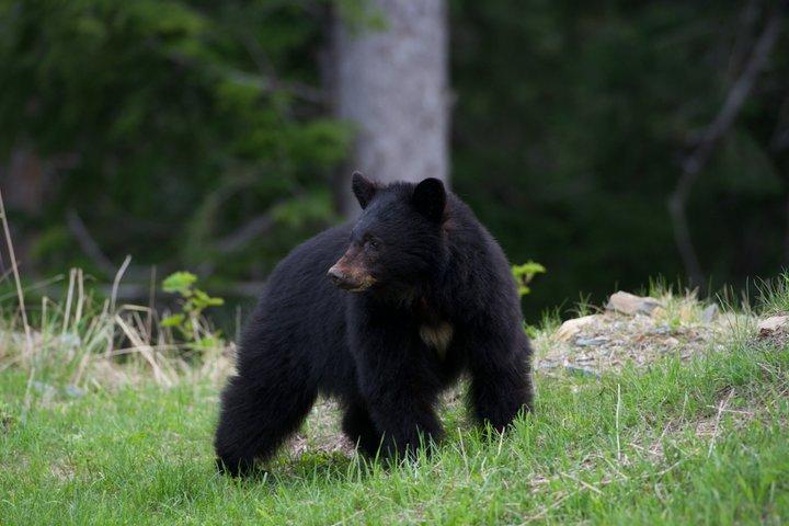 Whistler Afternoon Evening With The Bears Land Rover Scenic Tour