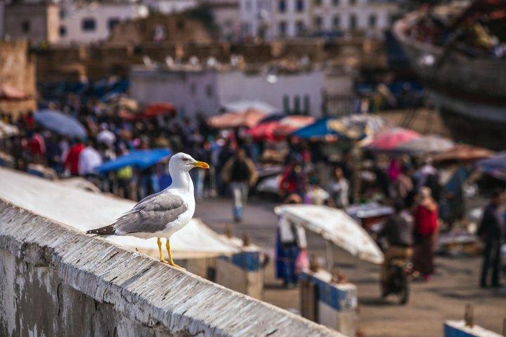 Essaouira Day Trip from Marrakech: Argan Trees & Coastal Medina