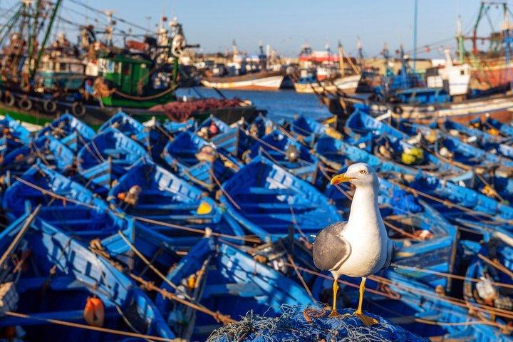 Essaouira Day Trip from Marrakech: Argan Trees & Coastal Medina