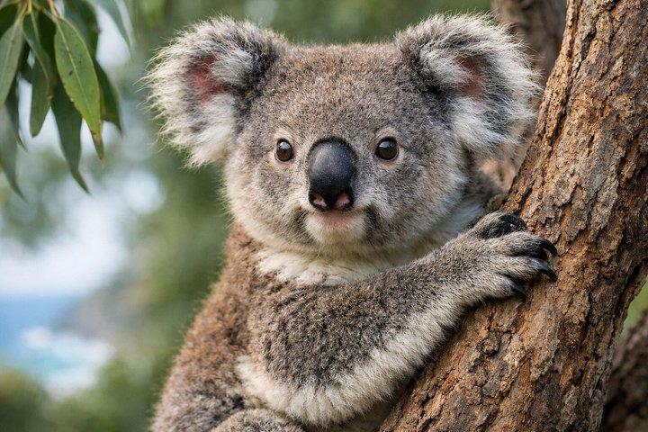 Great Ocean Road Boutique Eco Tour small Group-melbrne hotel pick