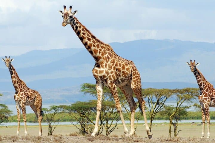 8 Days Famous Kenya Big 5 Private Wildlife Safari