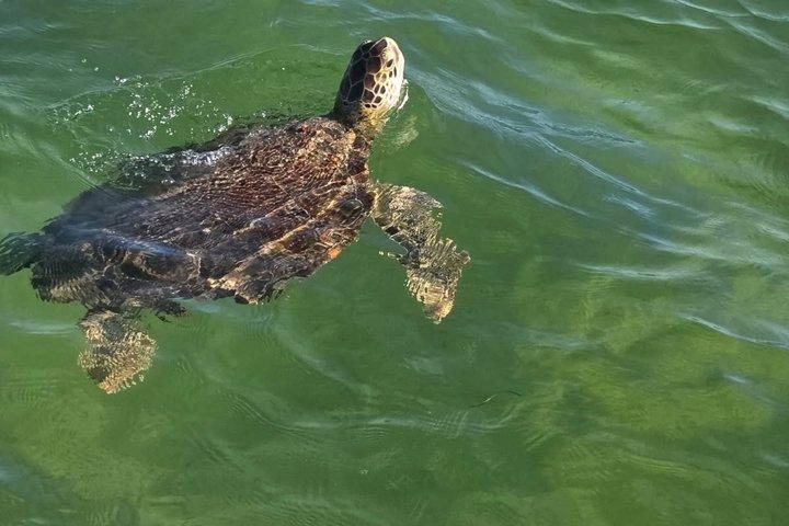 Swim with Dolphins And Snorkeling Group Tour