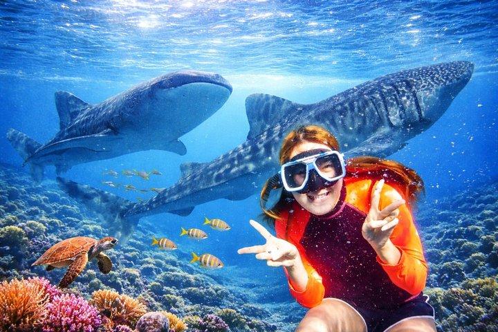 Cebu: Oslob Whale Sharks, Tumalog Falls and Moalboal Sardine Run
