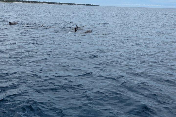 Half day Mnemba Dolphin Safari and Snorkeling Tour