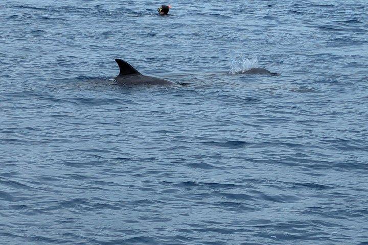 Half day Mnemba Dolphin Safari and Snorkeling Tour