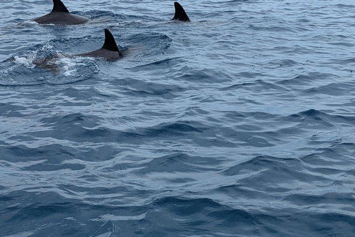Half day Mnemba Dolphin Safari and Snorkeling Tour