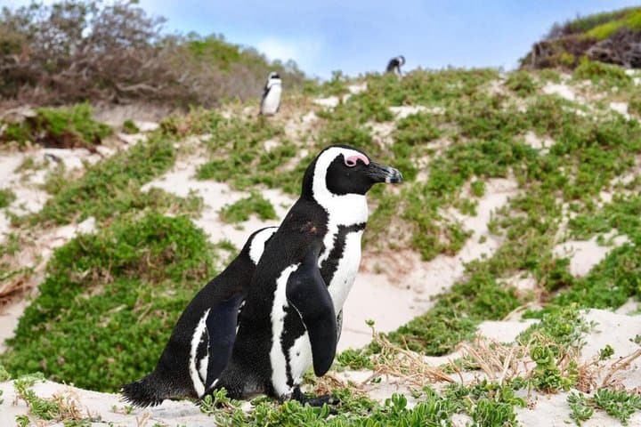 Table Mountain, Bo-kaap & Cape Town City Tour (small group)