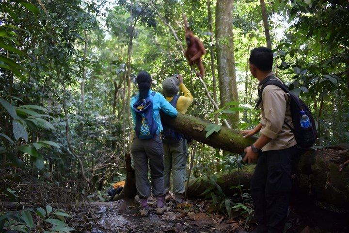 Jungle Trekking 1 Day in Bukit Lawang