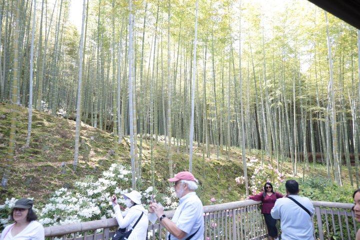 Kyoto E-Bike Tour of Palace, Castle, Temples and Hidden Gems