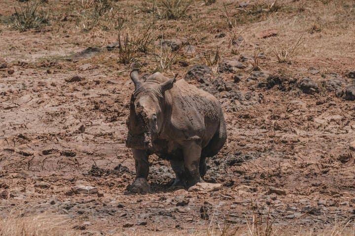 3 Day Maasai Mara Safari Big Five and Maasai Village Visit