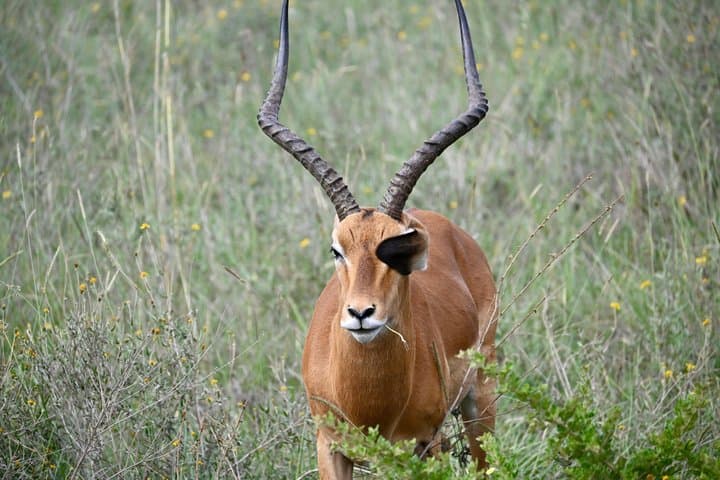3 Day Maasai Mara Safari Big Five and Maasai Village Visit